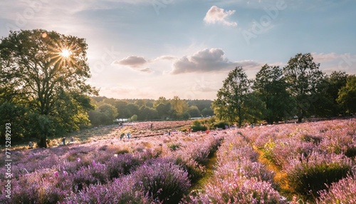 purple pink heather in bloom ginkel heath ede in the netherlands famous as dropping zone for the soldiers during woii operation market garden arnhem