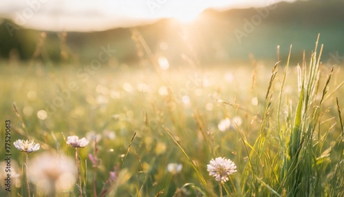 beautiful meadow field with fresh grass and flowers in nature against a blurry green background with sun rays summer spring perfect natural landscape generative ai