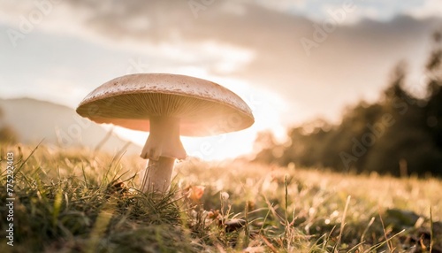 a mushroom in nature with special lighting