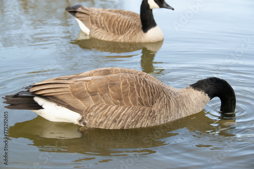 Canadian geese, Branta canadensis on the lake.