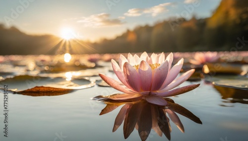 pink lotus flower in water with sunshine