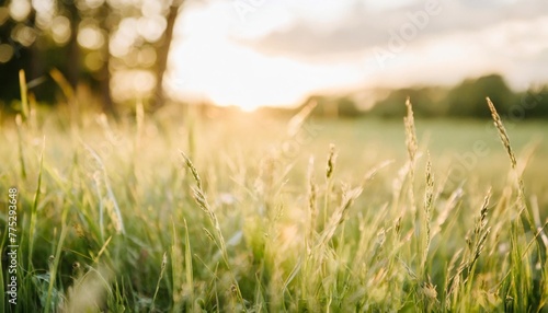 fresh green grass background in sunny summer day in park close up freshness summer spring grass in a field on nature in evening at sunset generative ai