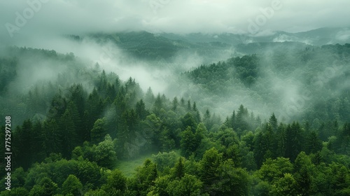  A dense green forest, cloaked in fog and shrouded by low-lying clouds