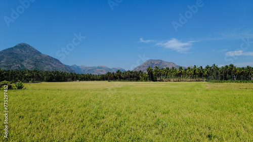 Beautiful paddy field and western ghats mountain range, kanyakumari, Tamil Nadu photo