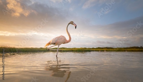 beautiful flamingo in nature