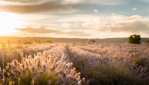 blossoming lavender flowers