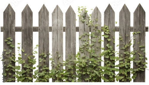 Old weathered wooden picket fence covered in foliage, cut out © Ai Creatives