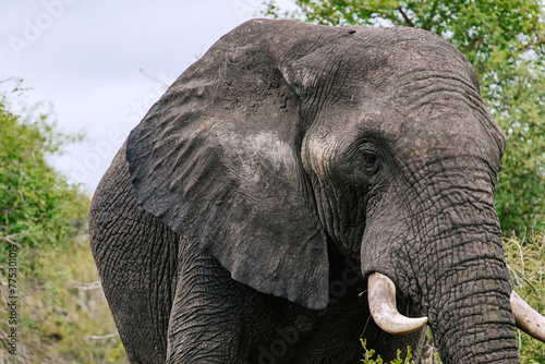 Close up portrait of an African elephant. Safari in savanna  South Africa  Kruger National Park. Animals natural habitat  wildlife background  wild nature