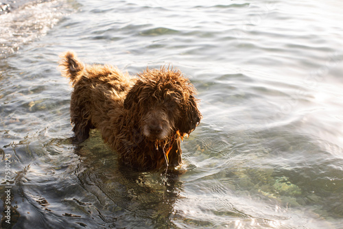 A cheerful brown shaggy curly dog frolics in the sea on a sunny day. Homeless animals on the city streets