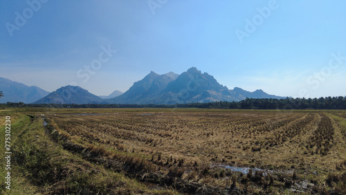 Beautiful paddy field and western ghats mountain range, kanyakumari, Tamil Nadu