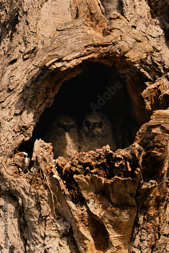 Two baby Great Horned Owlets looking out from their nest in the cavity of a tree