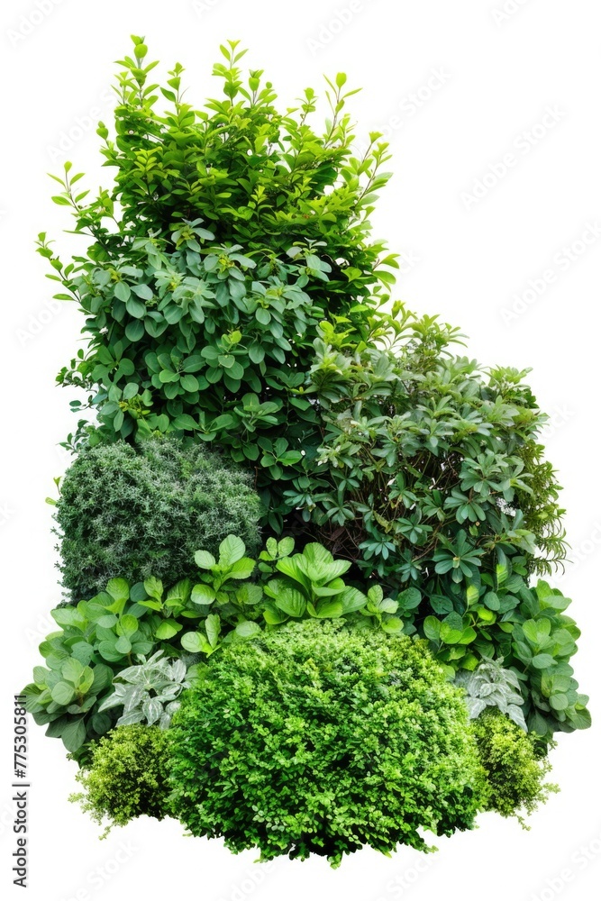 Fototapeta premium Collection of different plant types on a plain white backdrop. Suitable for botanical illustrations or educational materials