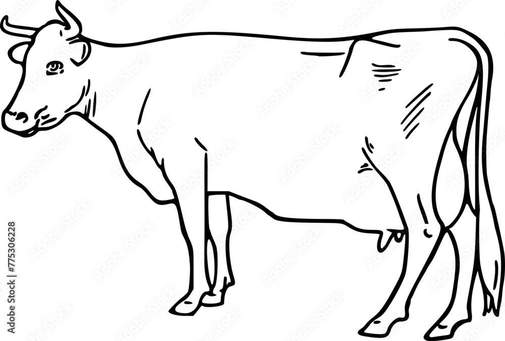 Versatile Cow Illustration