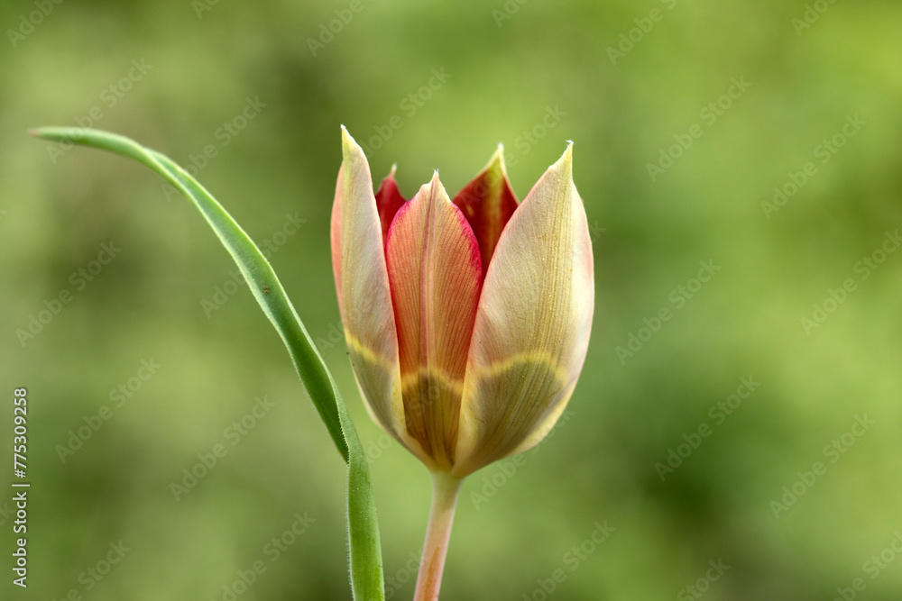 Aegean tulip (Tulipa agenensis) on limestone hill in a pine forest in Mediterranean Sea region Aegean tulip (Tulipa agenensis) on limestone hill in a pine forest in Mediterranean Sea region
