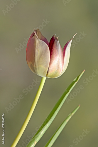 Aegean tulip (Tulipa agenensis) on limestone hill in a pine forest in Mediterranean Sea region photo