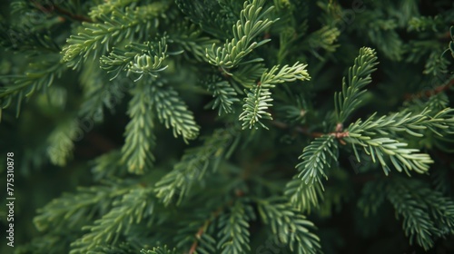 Detailed shot of a pine tree with lush green needles. Perfect for nature backgrounds