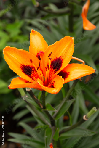 natural background with flower garden plant lily closeup