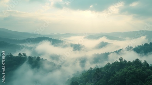  A dense green forest shrouded in fog in the background reveals a mountain range with low-lying clouds