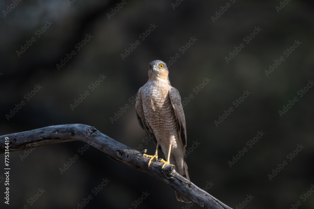 Eurasian sparrowhawk or Accipiter nisus, also known as the northern sparrowhawk or simply the sparrowhawk, observed in Jhalana Leopard Reserve in Rajasthan Eurasian sparrowhawk or Accipiter nisus, also known as the northern sparrowhawk or simply the sparrowhawk, observed in Jhalana Leopard Reserve in Rajasthan