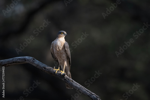 Eurasian sparrowhawk or Accipiter nisus, also known as the northern sparrowhawk or simply the sparrowhawk, observed in Jhalana Leopard Reserve in Rajasthan