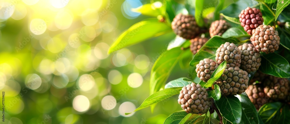 A close-up image of a cluster of berries hanging from a leafy branch under bright sunlight A close-up image of a cluster of berries hanging from a leafy branch under bright sunlight