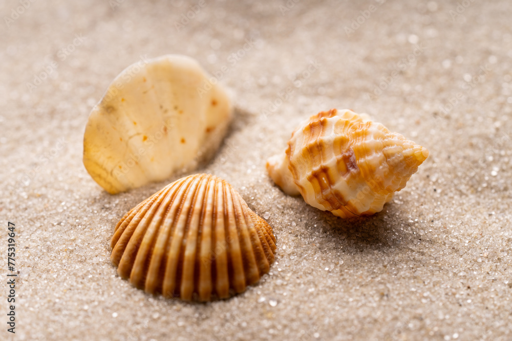 Three beautiful shells lying on the sand. Sea shells on the sand close-up. Three beautiful shells lying on the sand. Sea shells on the sand close-up.
