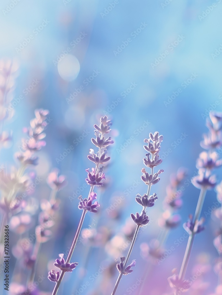 Obraz premium Serenity in purple lavender fields - Soft focus of lavender flowers in a field, invoking calming and tranquil feelings with a pastel purple and blue palette