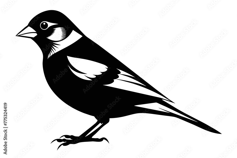 Obraz premium silhouette color image,Finch ,vector illustration,white background