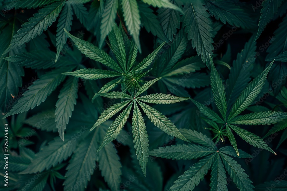 marijuana hemp cannabis bush plants marijuana hemp cannabis bush plants