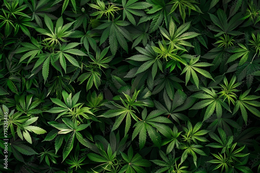 marijuana hemp cannabis bush plants marijuana hemp cannabis bush plants