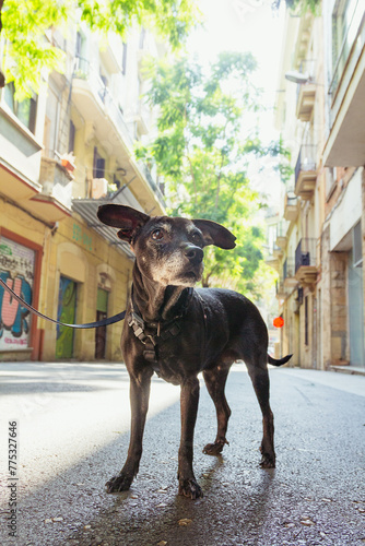 Perro hembra mestizo de edad avanzada de paseo por las calles del barrio de Gracia (Barcelona, España) en una mañana soleada. photo