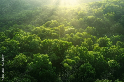 Sunlight cascades over a dense, green forest, highlighting the vibrancy and lushness of the trees
