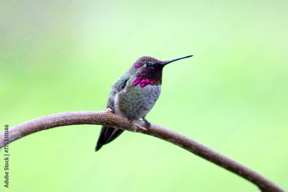 Fototapeta premium Hummer on Wisteria 03