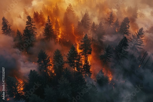 fire burning forest view from above