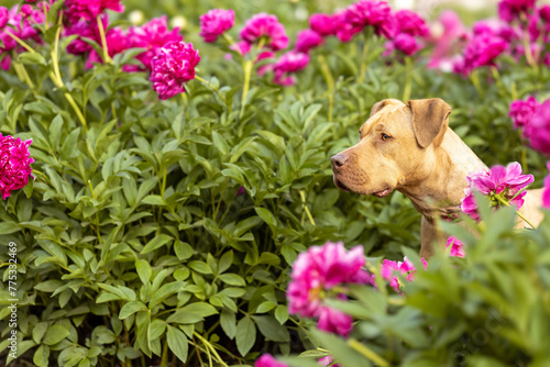 A red pitbull terrier standing in a flowerbed of pink peonies looking to the side © Jennifer