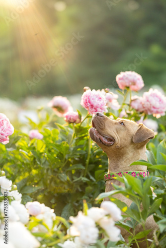 Profile of a red pitbull terrior looking up from a peony garden at dawn © Jennifer