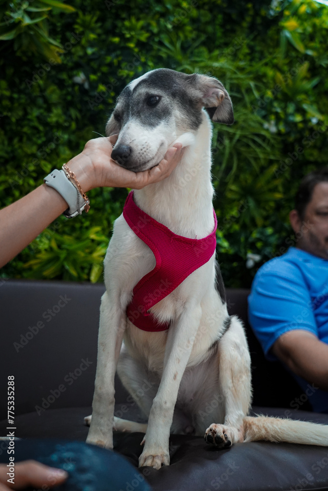 White grey cute dog put its head on the human's hand