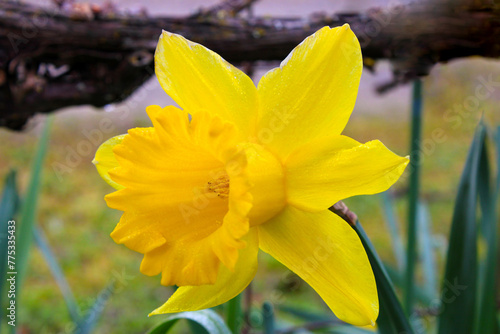 Konstfotografi Yellow Trumpet Flower 02