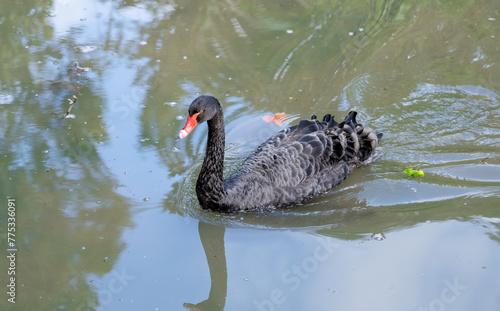 close-up of Black swan (Cygnus atratus) swimming on a pond