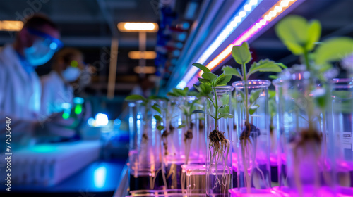 Obraz na płótnie An experimental laboratory where new varieties of plants are bred in the biotechnological process. w salonie