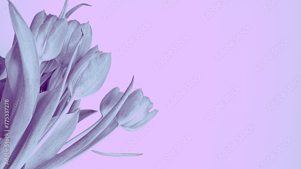 Bouquet of spring  tulips on a violet background