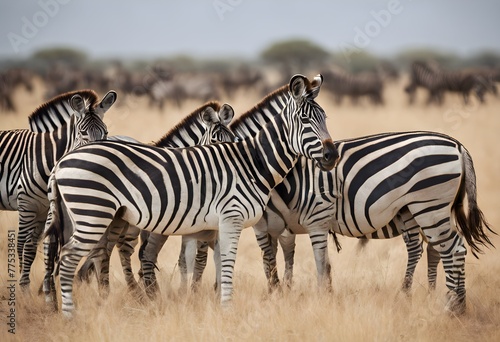 A view of a Herd of Zebra