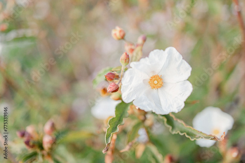 White Flower 