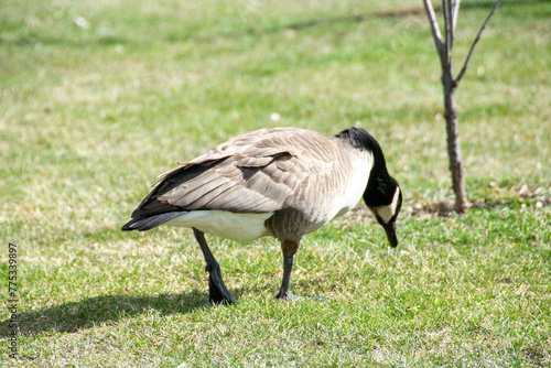 Canadian geese, Branta canadensis on the lake.