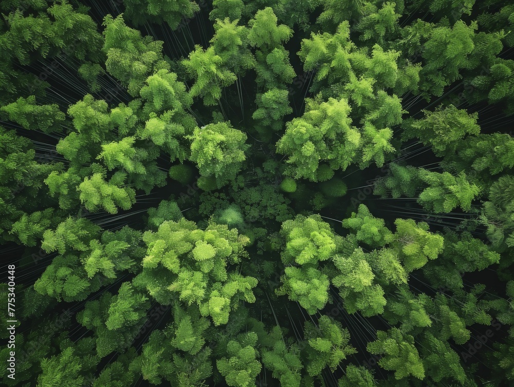 Navigating through cross-shaped gaps in a dense bamboo forest reveals sustainable financial pathways against a lush green backdrop. Navigating through cross-shaped gaps in a dense bamboo forest reveals sustainable financial pathways against a lush green backdrop.