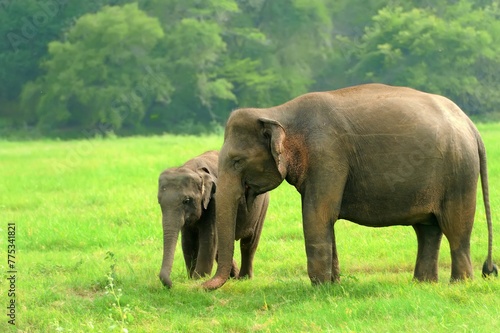 Elephants Nature 1