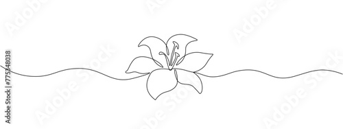 A lily flower drawn with one continuous editable line. Linear flower. Vector illustration.