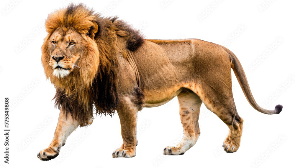 Majestic Male Lion Walking with Flowing Mane