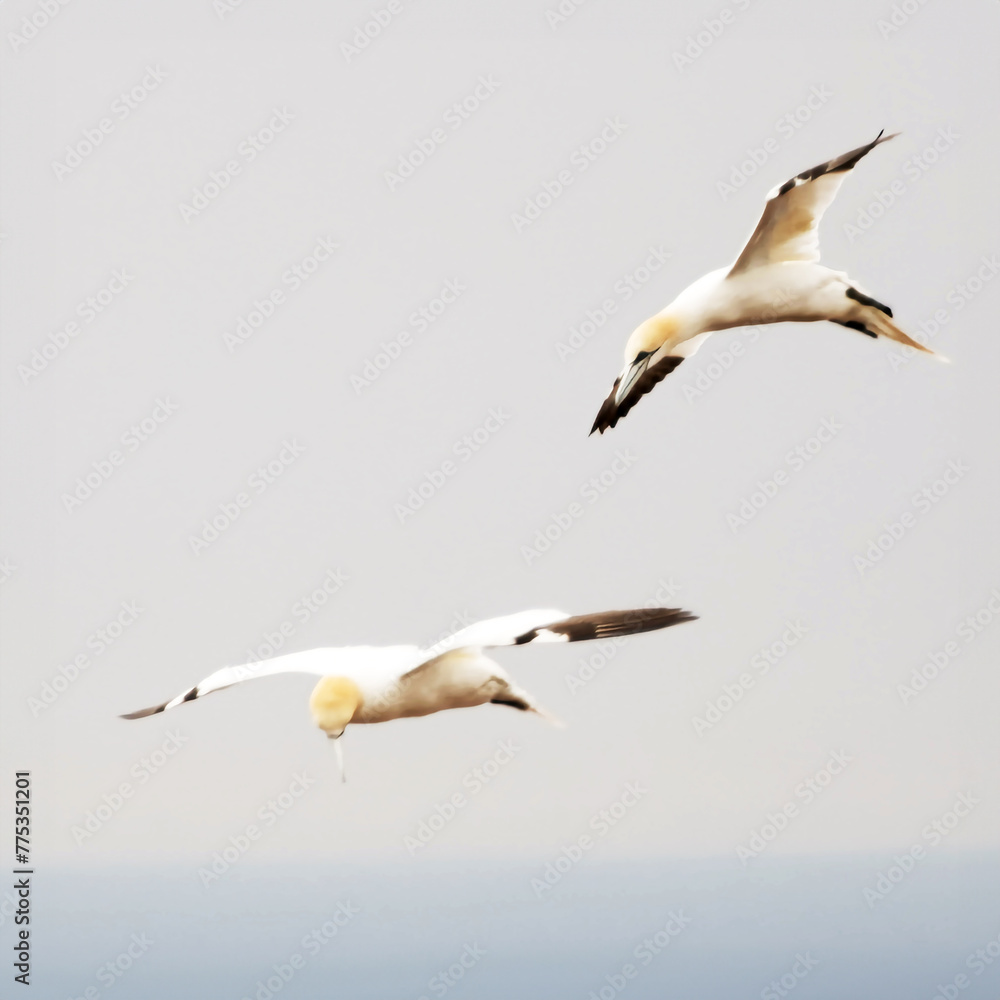 Fliegende Basstölpel in einer Nahaufnahme