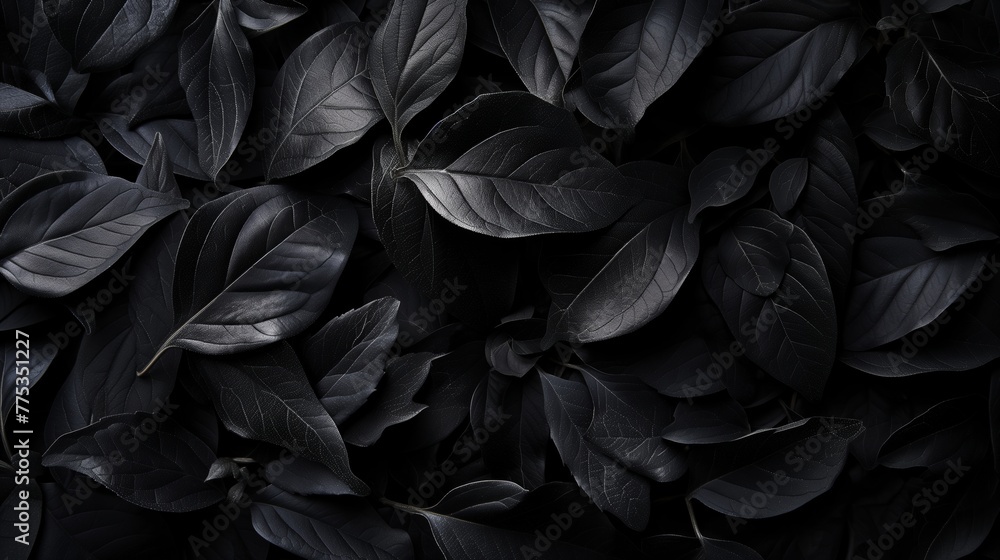 lush dark black tree or bush leaves filling the entire frame - obrazy, fototapety, plakaty 